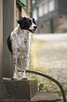 standing Small-Munsterlander-Epagneul-Breton-Mongrel
