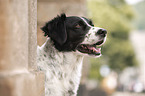 Small-Munsterlander-Epagneul-Breton-Mongrel Portrait