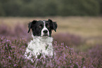 Small-Munsterlander-Epagneul-Breton-Mongrel Portrait