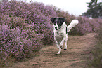 running Small-Munsterlander-Epagneul-Breton-Mongrel