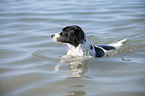 swimming Small-Munsterlander-Epagneul-Breton-Mongrel