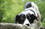 Small-Munsterlander-Epagneul-Breton-Mongrel gives invitation to play