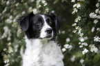 Small-Munsterlander-Epagneul-Breton-Mongrel Portrait