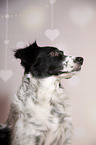Small-Munsterlander-Epagneul-Breton-Mongrel Portrait