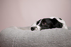 lying Small-Munsterlander-Epagneul-Breton-Mongrel