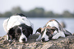 2 dogs