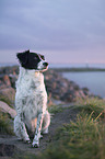 sitting Small-Munsterlander-Epagneul-Breton-Mongrel