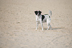 standing Small-Munsterlander-Epagneul-Breton-Mongrel