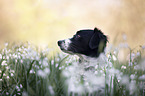 Small-Munsterlander-Epagneul-Breton-Mongrel Portrait