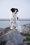 standing Small-Munsterlander-Epagneul-Breton-Mongrel