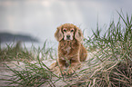 English-Cocker-Spaniel-Mongrel at the beach