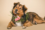 lying Australian-Shepherd-Mix