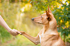 Podenco-Mongrel gives paw