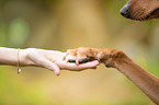 Podenco-Mongrel gives paw