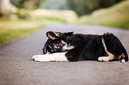 Bernese-Mountain-Dog-Shepherd Puppy
