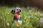 mongrel with flower