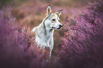 Mongrel in the heather