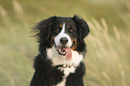 Bernese-Mountain-Dog-Mongrel portrait