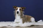 lying Jack-Russell-Terrier-Mongrel