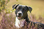 American-Staffordshire-Terrier-Mongrel portrait