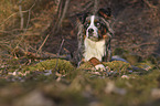 Australian-Shepherd-Bernese-Mountain-Dog-Mongrel