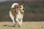 running Jack-Russell-Terrier-Mongrel