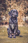 sitting Labrador-Retriever-Setter-Mongrel