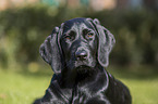 Labrador-Retriever-Setter-Mongrel portrait