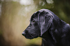 Labrador-Retriever-Setter-Mongrel portrait