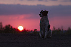 sitting Small-Munsterlander-Epagneul-Breton-Mongrel