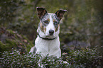 Australian-Shepherd-Mongrel