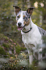 sitting Australian-Shepherd-Mongrel