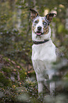 sitting Australian-Shepherd-Mongrel