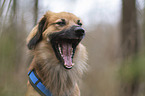 Nova-Scotia-Duck-Tolling-Retriever-Mongrel portrait