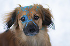 Nova-Scotia-Duck-Tolling-Retriever-Mongrel portrait