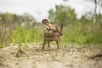 standing Beagle-Mongrel