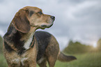 standing Beagle-Mongrel