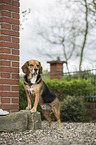 standing Beagle-Mongrel