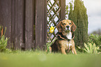 sitting Beagle-Mongrel