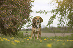 standing Beagle-Mongrel