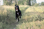 running Labrador-Retriever-Mongrel