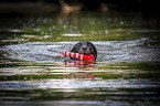 swimming Labrador-Retriever-Mongrel