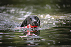 swimming Labrador-Retriever-Mongrel