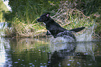 jumping Labrador-Retriever-Mongrel