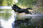 jumping Labrador-Retriever-Mongrel