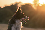 Border-Collie-Mongrel portrait