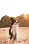 sitting Border-Collie-Mongrel