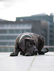 lying Rhodesian-Ridgeback-Mongrel