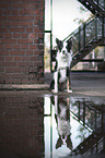 sitting Border-Collie-Mongrel