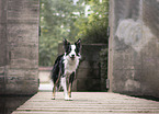 standing Border-Collie-Mongrel